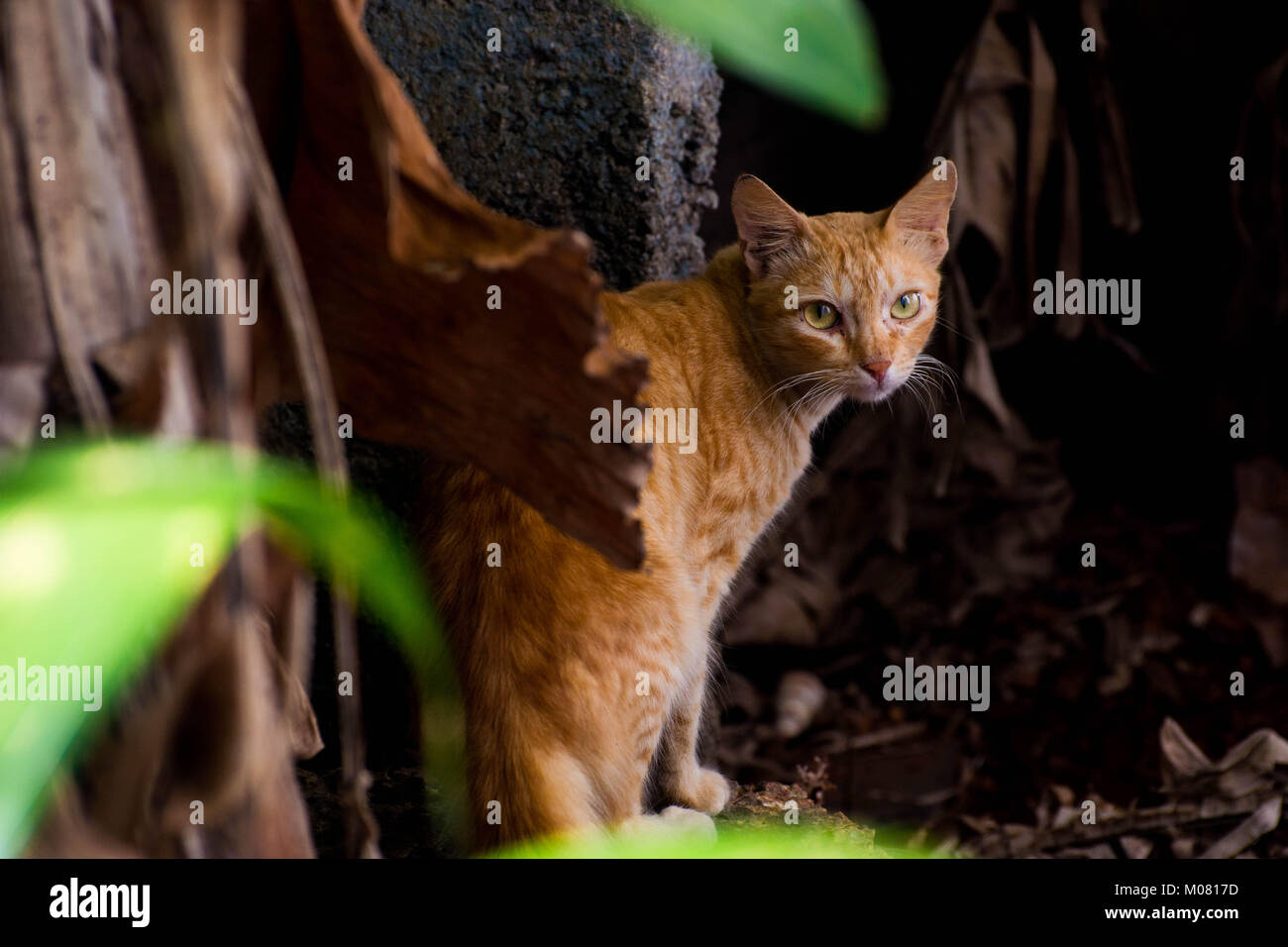 Cat indien Banque D'Images