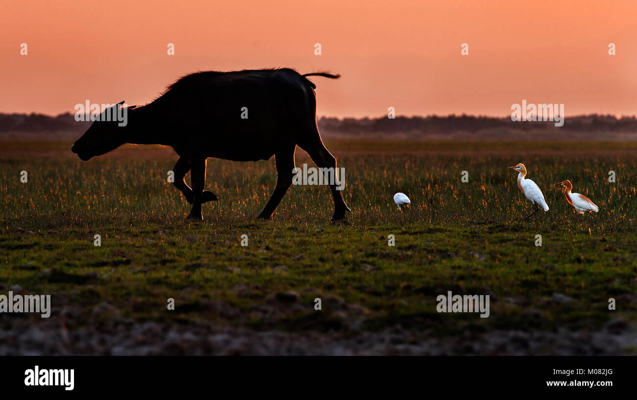 Buffalo se nourrissant de l'herbe au coucher du soleil dans des zones humides, la Thaïlande Phatthalung Banque D'Images