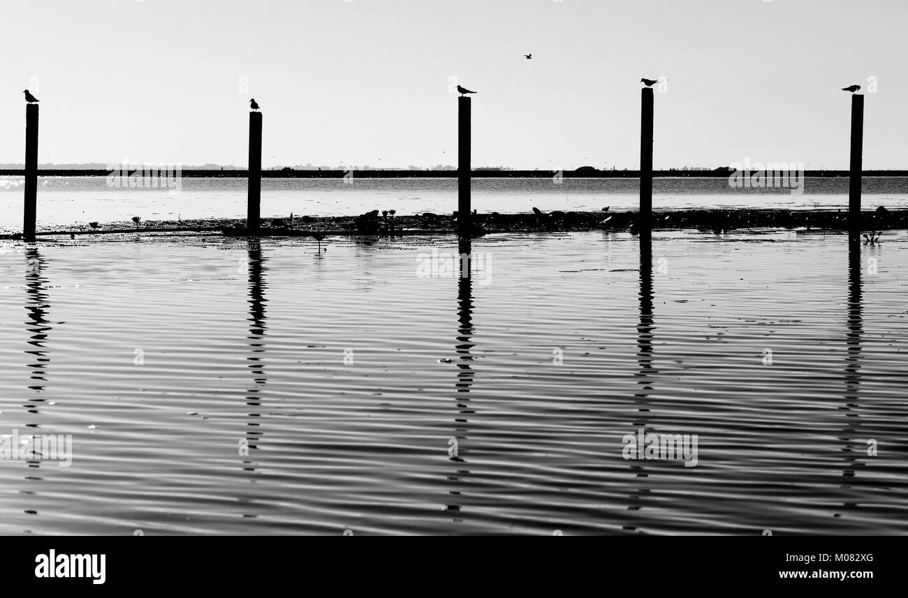 La recherche d'oiseaux de proies en Thale Noi fresh water lake, Phatthalung province, Thailand Banque D'Images