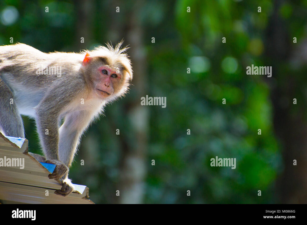 Singe indien curieux Banque D'Images