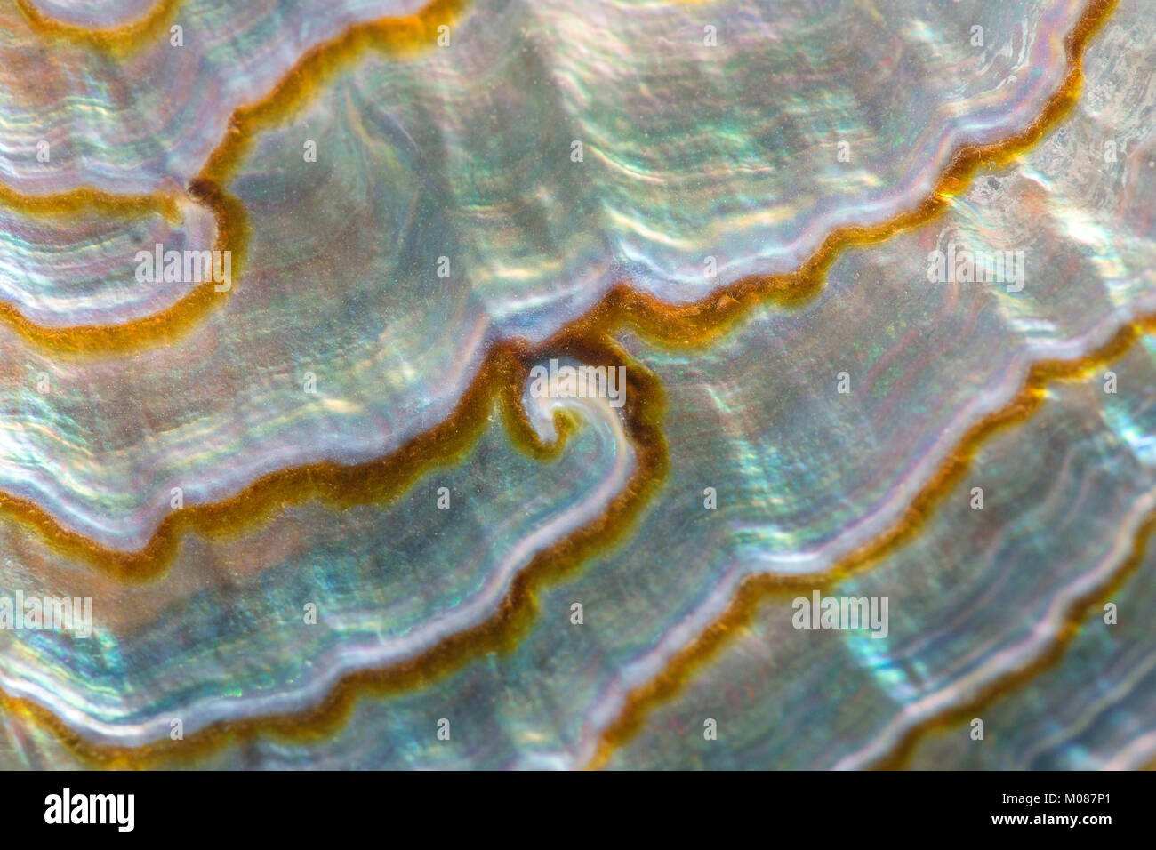 La surface de la coquille de mer Banque D'Images