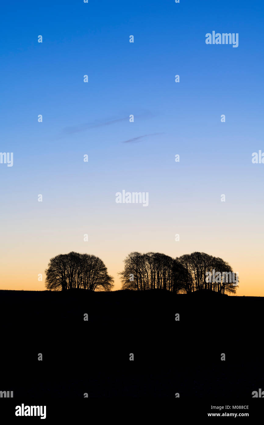 Arbres d'hiver silhouette dans l'aube la lumière. Avebury, dans le Wiltshire, Angleterre Banque D'Images