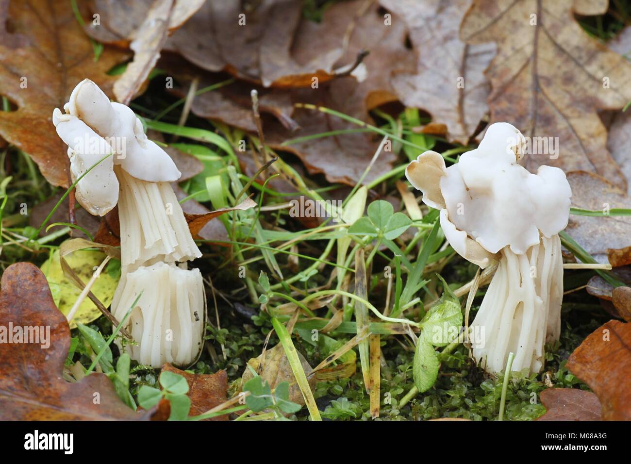 Lutin blanc selle, Helvella crispa Banque D'Images Lutin blanc selle, Helvella crispa Banque D'Images