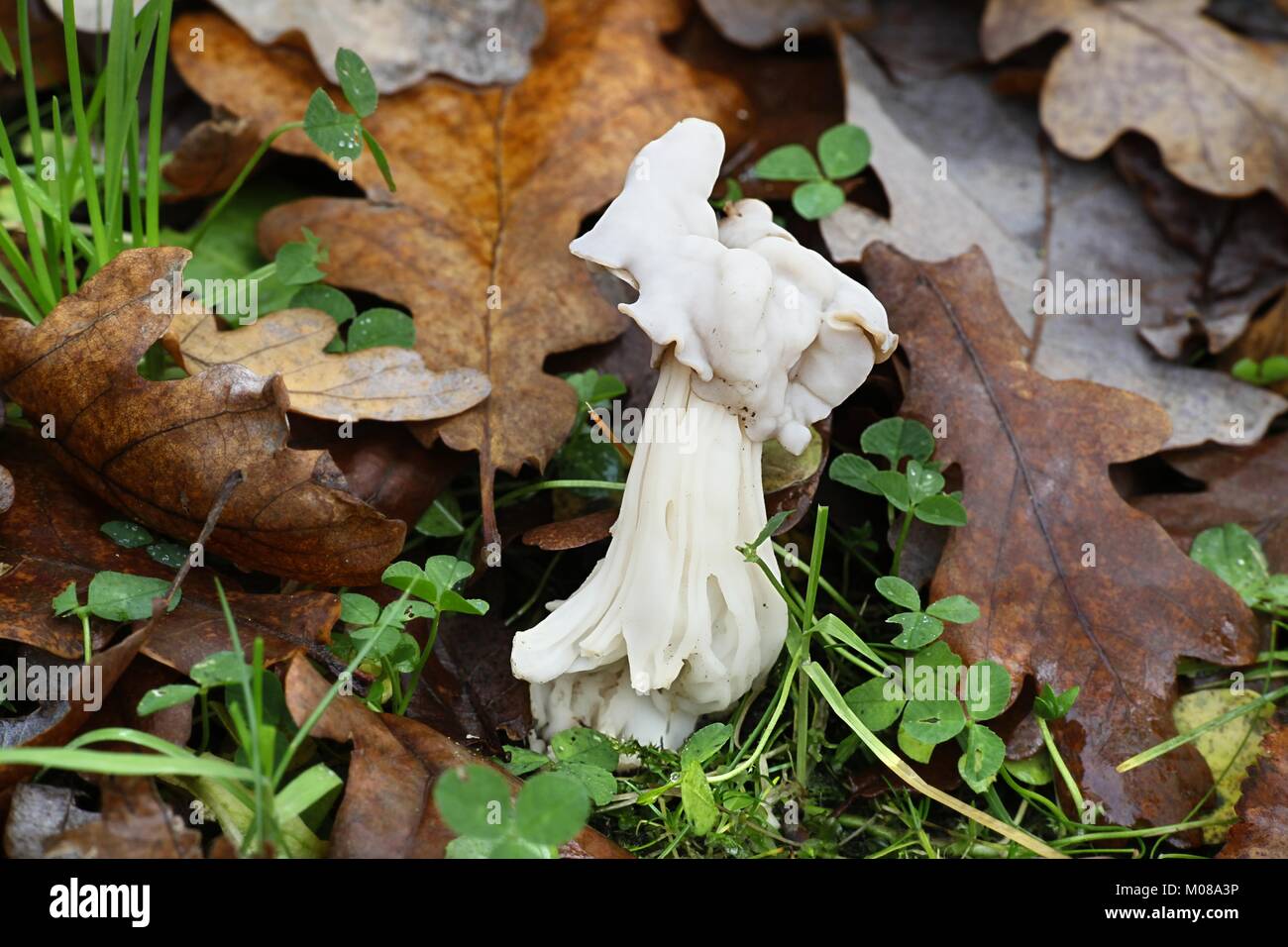 Lutin blanc selle, Helvella crispa Banque D'Images Lutin blanc selle, Helvella crispa Banque D'Images