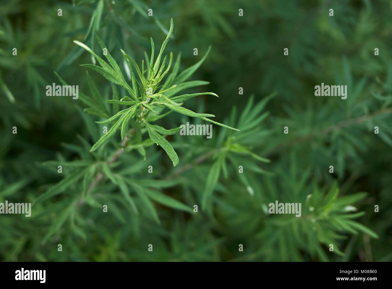 Artemisia vulgaris Banque D'Images