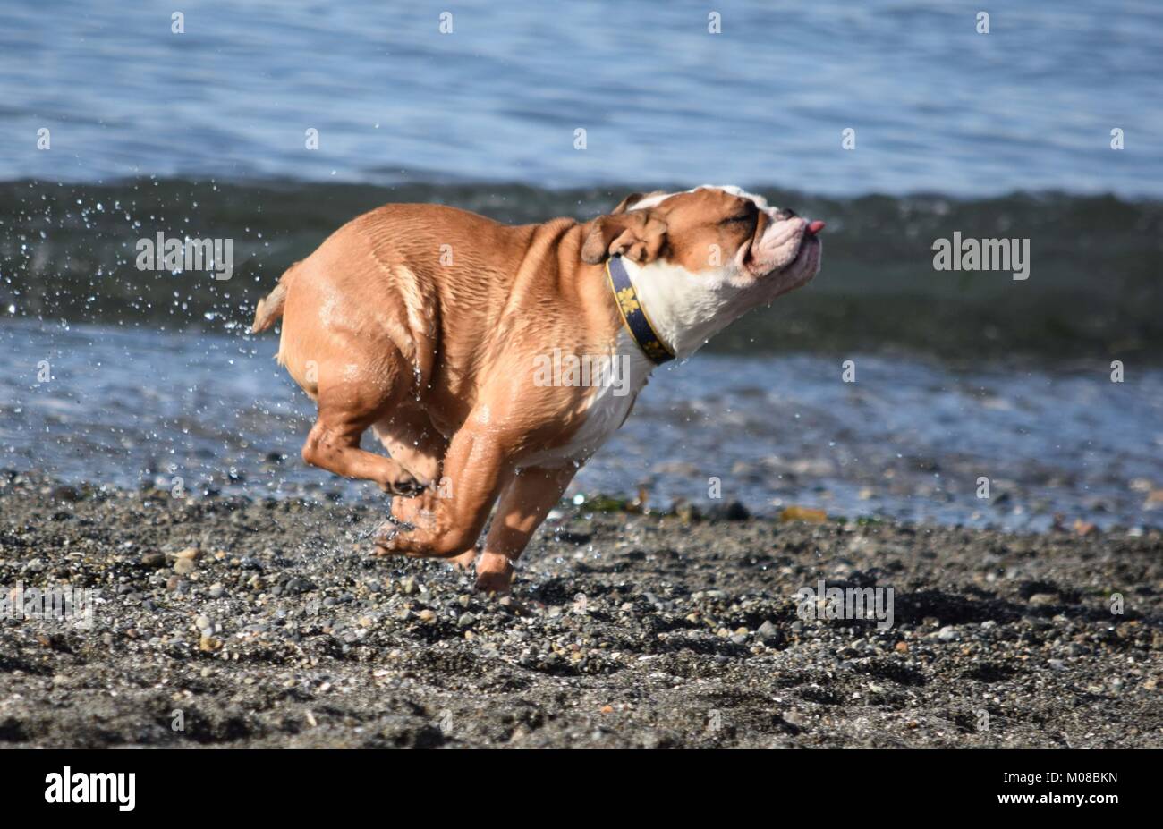 Les chiens sur la plage chien Banque D'Images