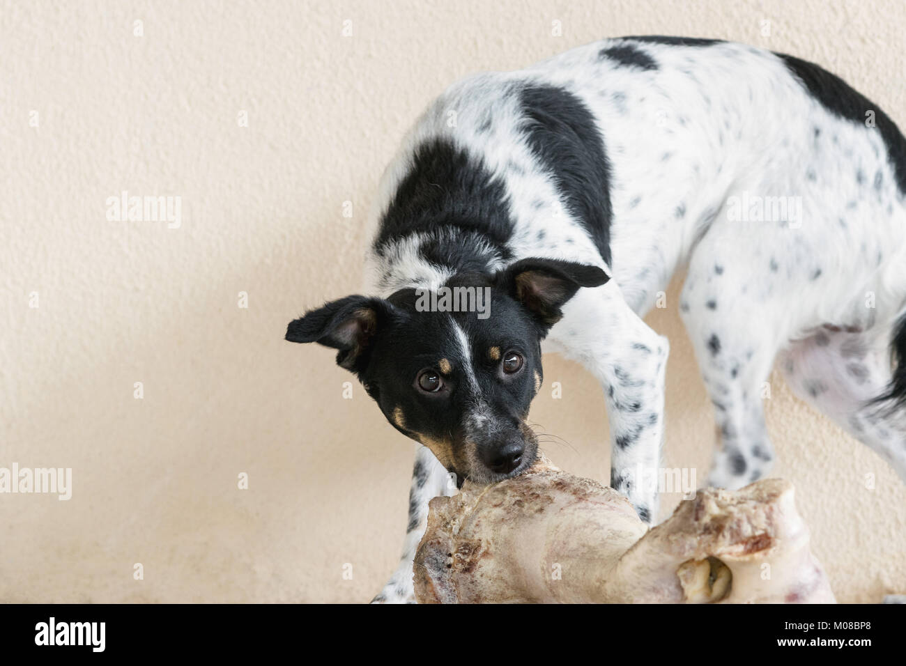 Chien Noir et blanc à mâcher sur un très grand et gros os bovin Banque D'Images