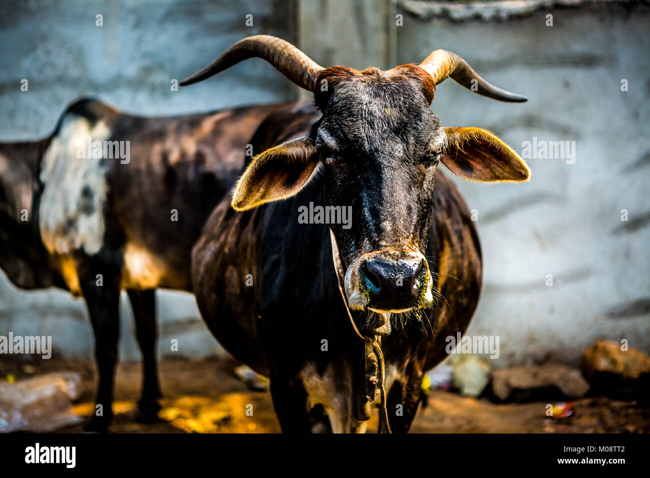 Les vaches indiennes Banque D'Images