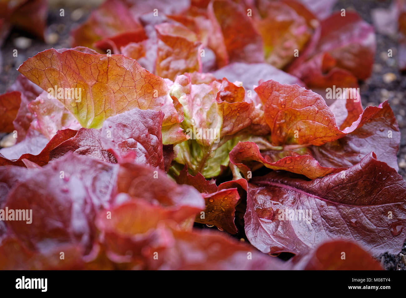 La laitue frisée rouge sont un groupe de cultivars de laitue à feuilles rouges. Banque D'Images
