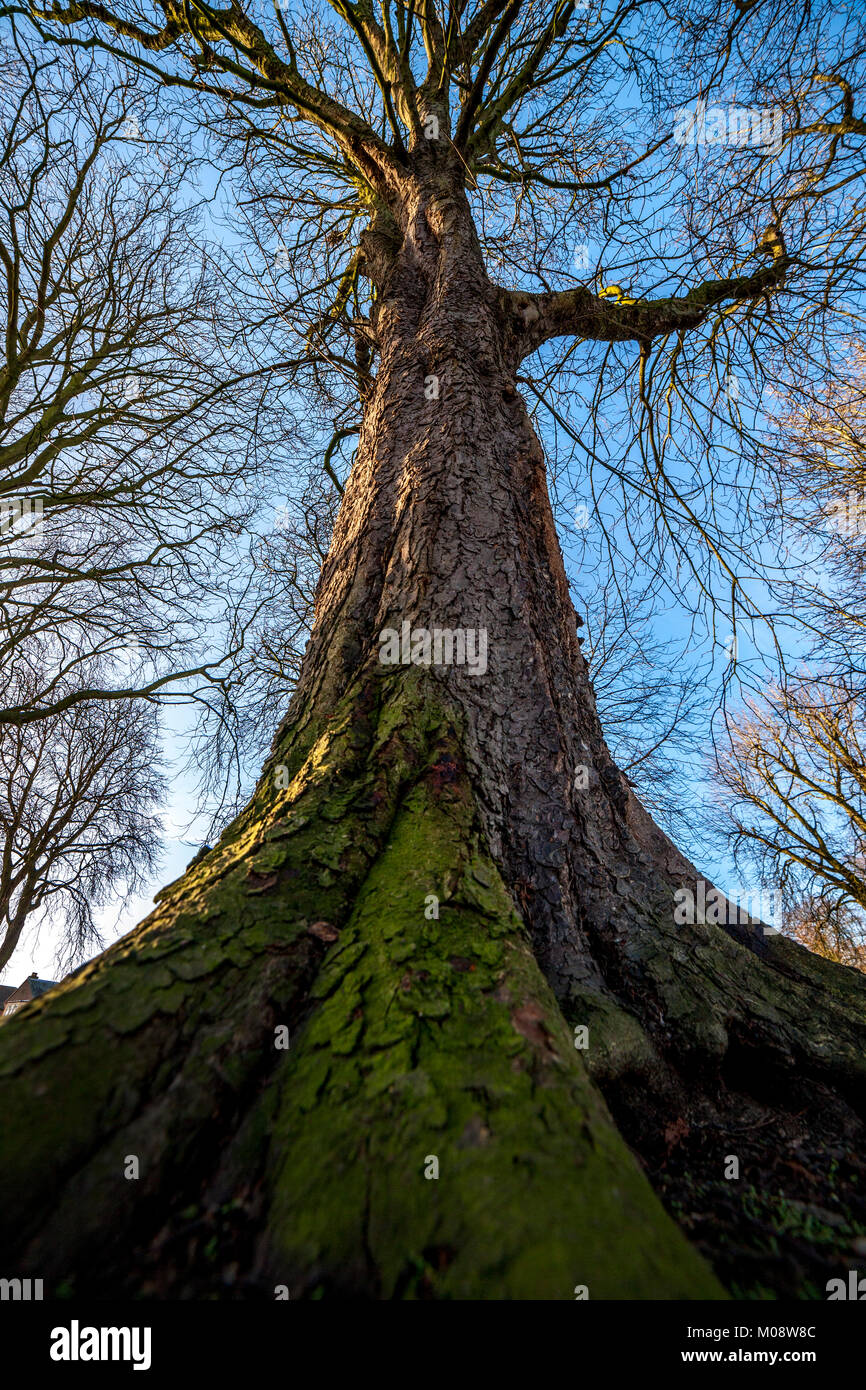 Vieil arbre Abington, Northampton pendant l'hiver Banque D'Images