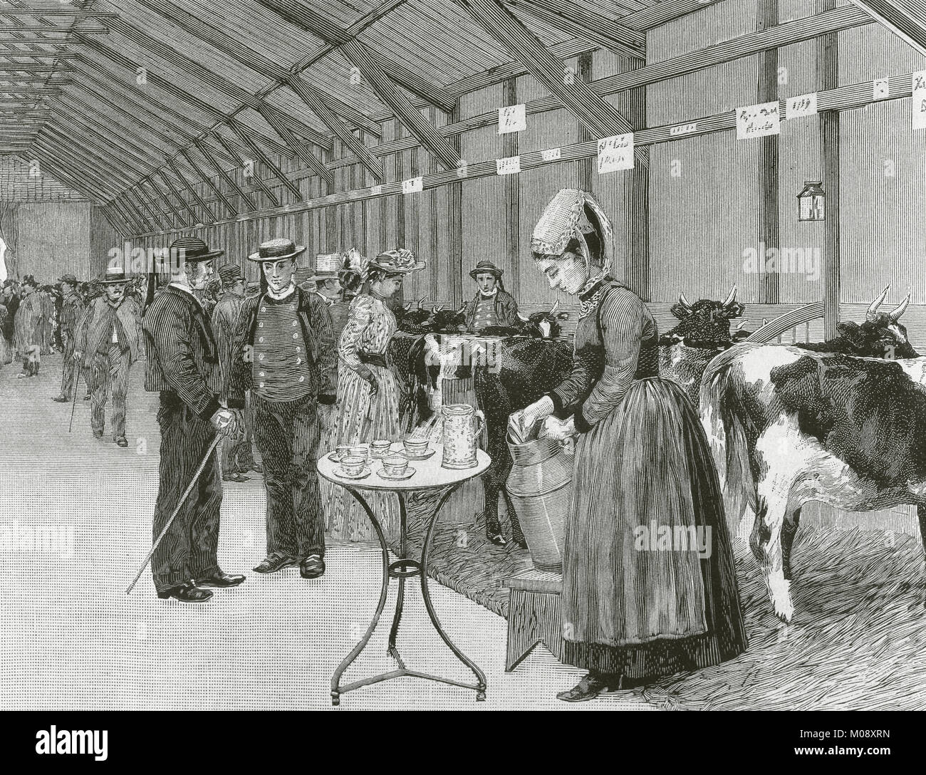 La France. Paris. Exposition universelle de 1889. Les vaches bretonnes. Concours d'animaux de reproduction. La gravure. 'La Ilustracion Espanola y Americana', 1889. Banque D'Images La France. Paris. Exposition universelle de 1889. Les vaches bretonnes. Concours d'animaux de reproduction. La gravure. 'La Ilustracion Espanola y Americana', 1889. Banque D'Images