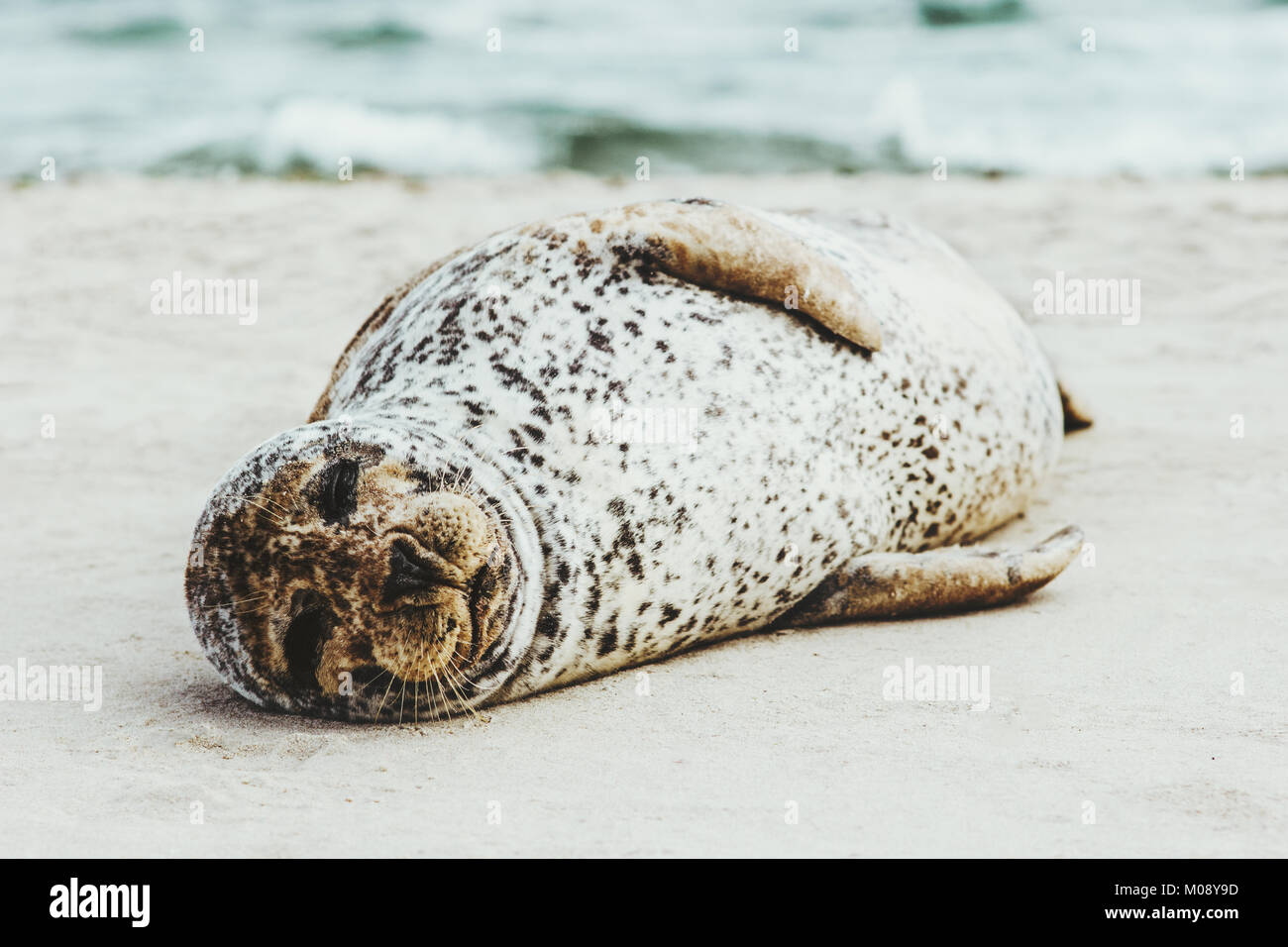 Harbour Seal funny animal dormir sur une plage de sable au Danemark Phoca vitulina écologie protection concept vie marine arctique Banque D'Images
