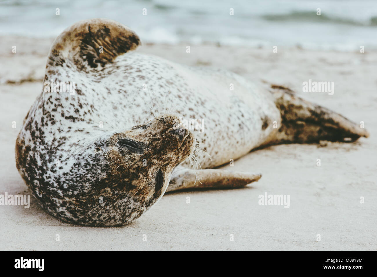 Harbour Seal funny animal dormir sur la plage de sable de Phoca vitulina écologie protection concept sealife scandinaves au Danemark Banque D'Images