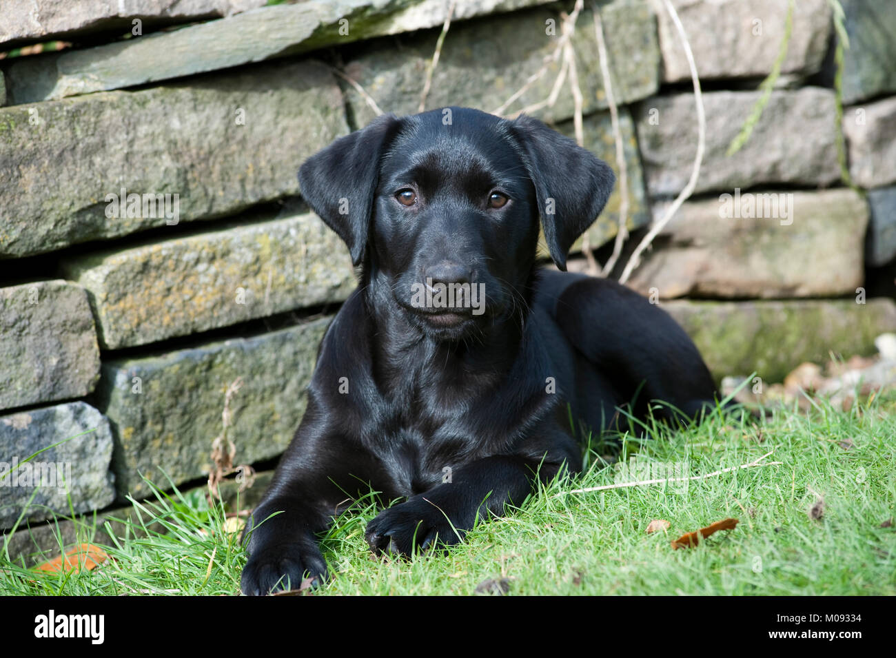 Labrador Retriever noir chiot Banque D'Images