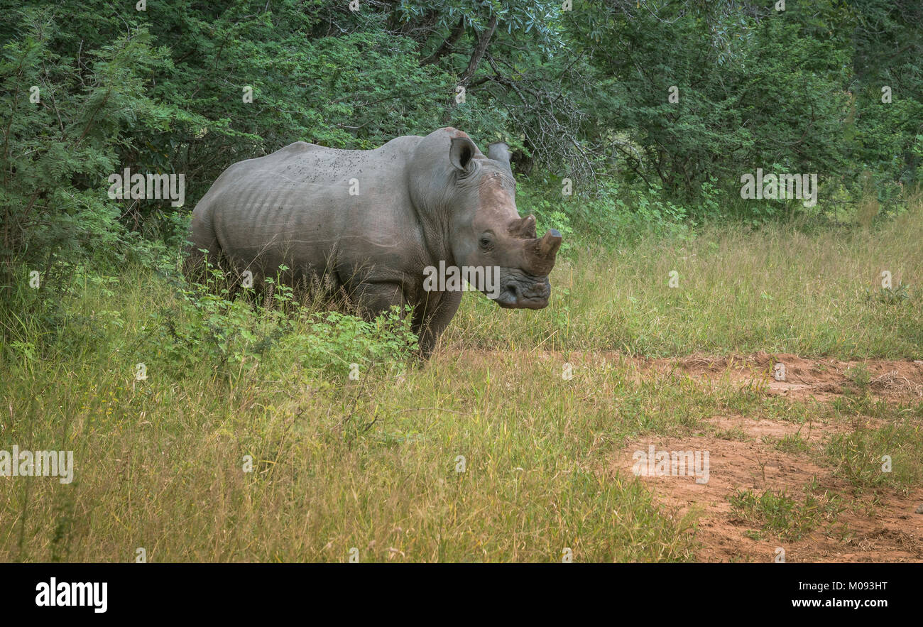 Le rhinocéros blanc à Kruger Park Banque D'Images