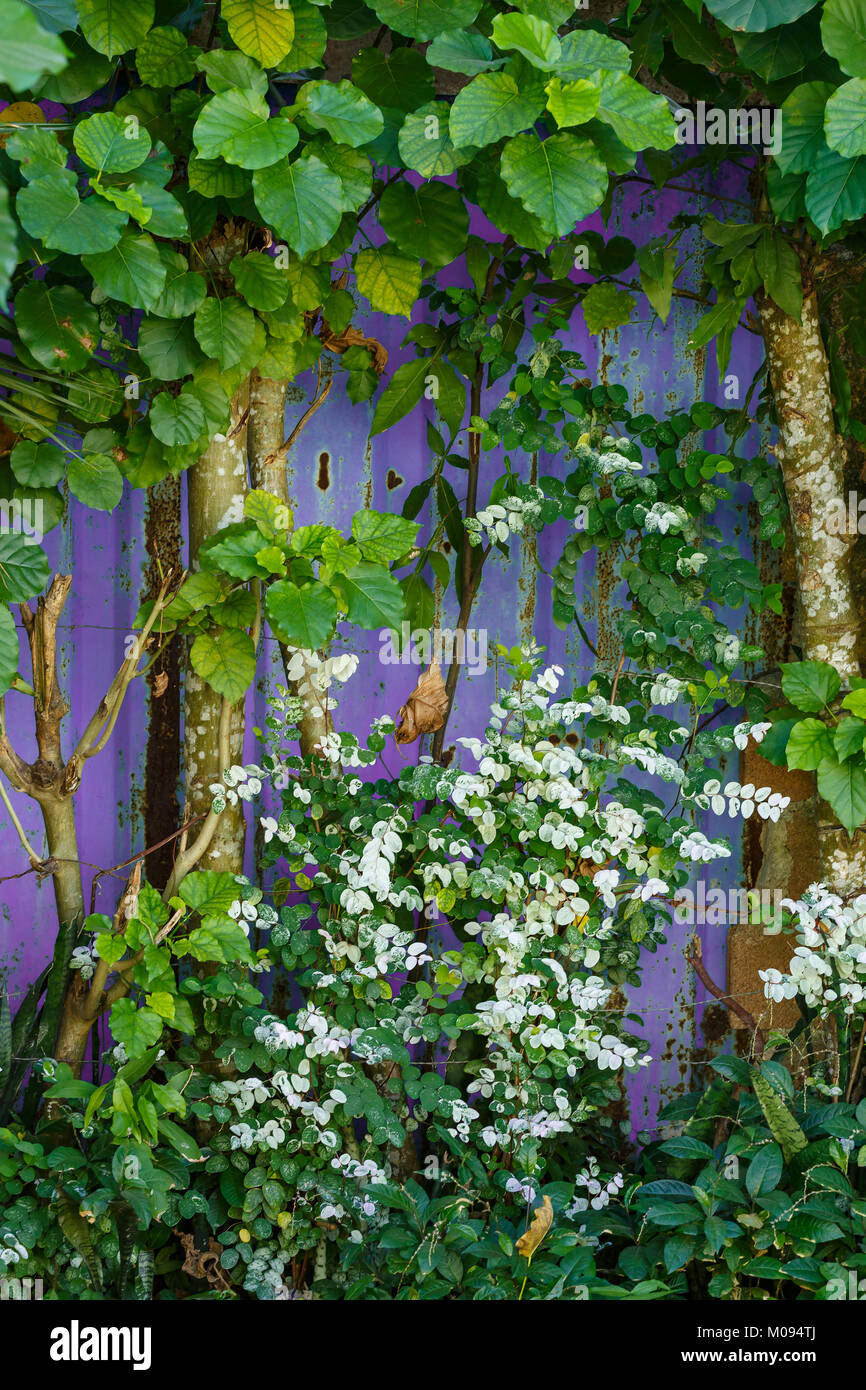 Beau feuillage tropical avec fond violet à Cuba Banque D'Images