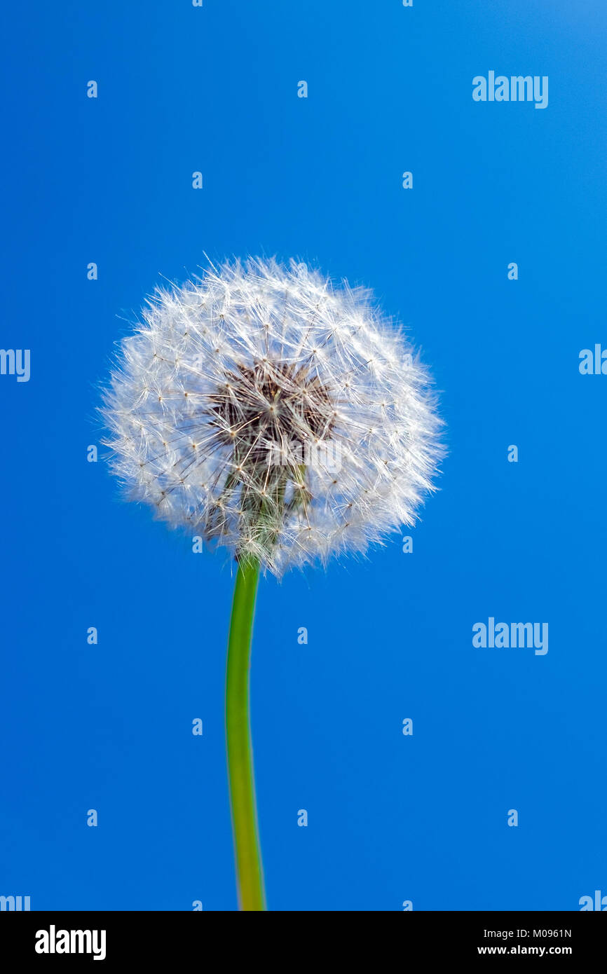 Libre de graines de pissenlit blowball ou d'en bas contre le ciel bleu comme modèle Banque D'Images