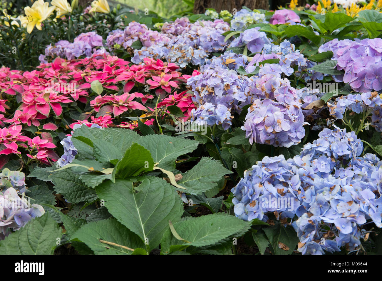 Fleur de noël poinsettia floraison rouge. dans parc. Euphorbia pulcherrima. hortensia bleu dans le jardin Banque D'Images