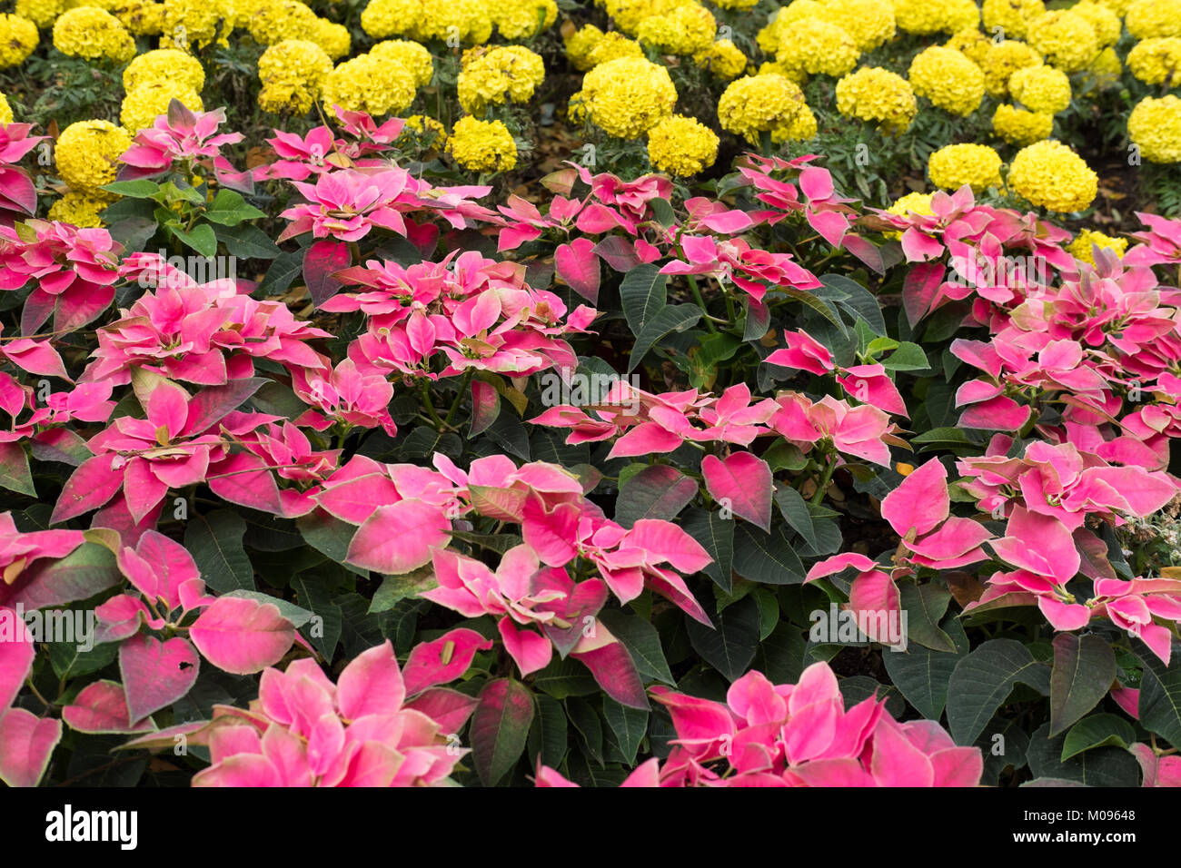 Noël rouge et jaune de fleurs de souci. fleurs de poinsettia. Flore dans jardin. fresh blossom in park Banque D'Images