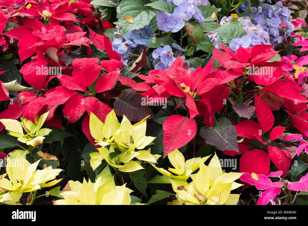 Fleur de noël poinsettia floraison rouge. dans parc. hortensia bleu au jardin. fresh blossom Banque D'Images