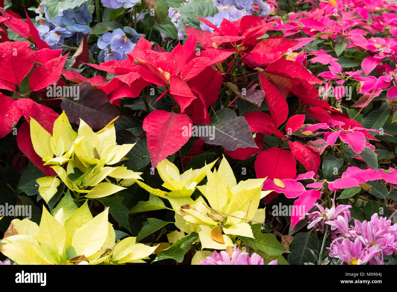 Fleur de noël poinsettia floraison rouge. dans parc. hortensia bleu au jardin. fresh blossom Banque D'Images