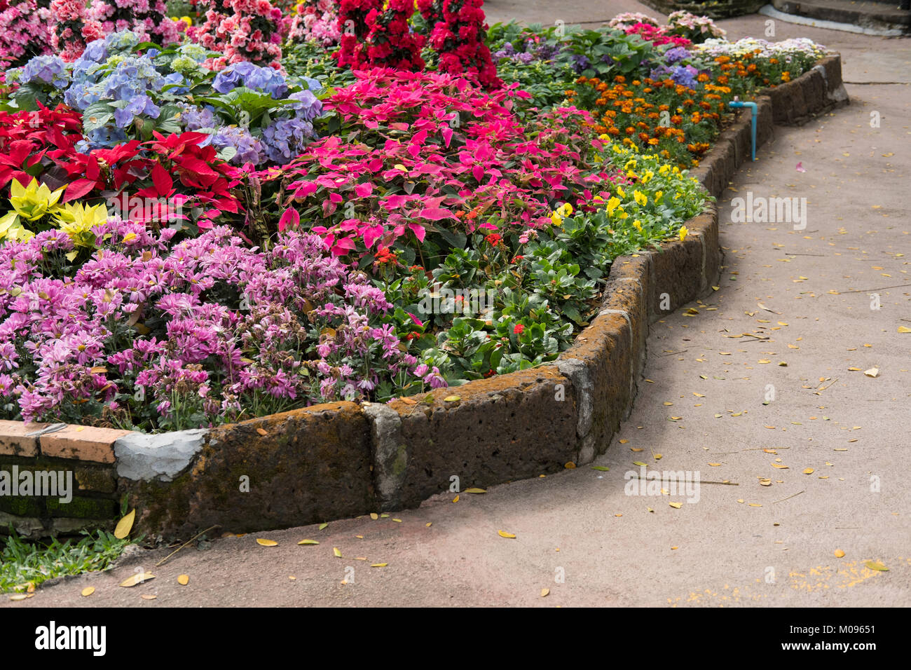 Crysanthemum pourpre, fleur de Noël dans le jardin. fleurs de la flore en parc. fresh blossom Banque D'Images