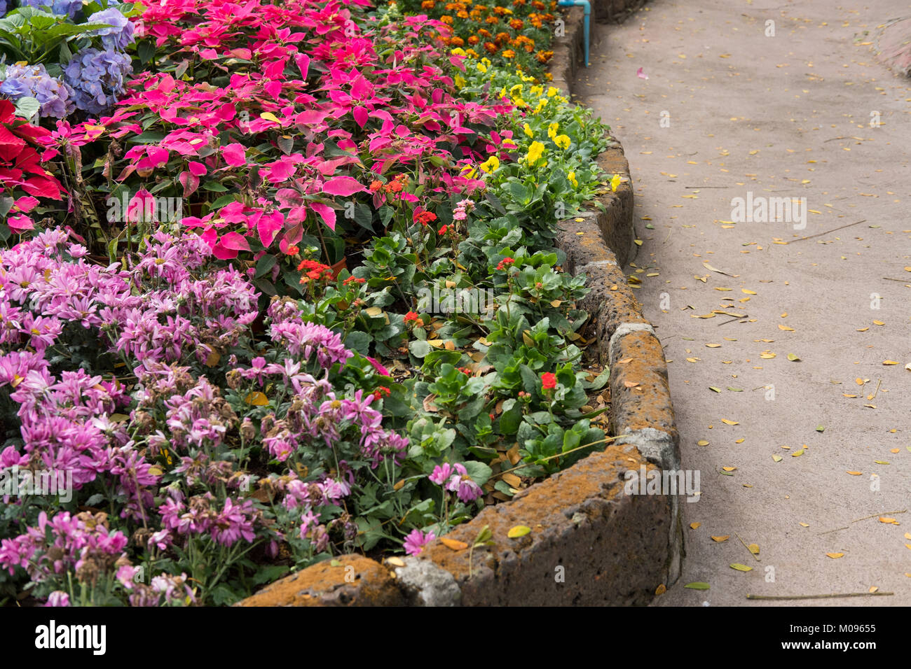 Crysanthemum pourpre, fleur de Noël dans le jardin. fleurs de la flore en parc. fresh blossom Banque D'Images