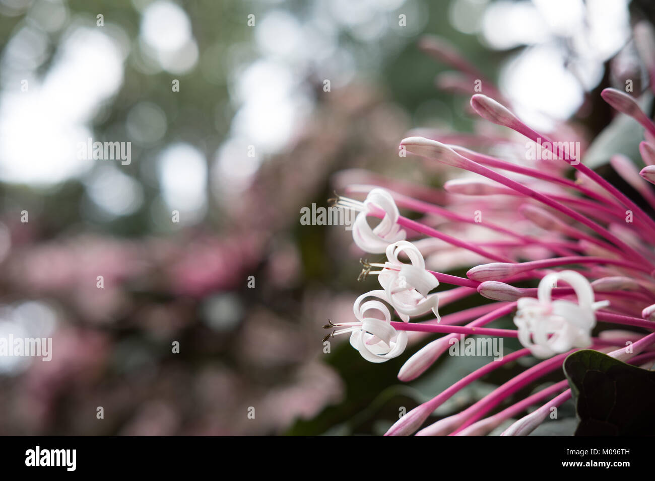 Quezonia. fleur d'étoile hiver arbre. Clerodendrum. Quadriloculare flore jardin en fleurs en rose et blanc. blossom in park Banque D'Images