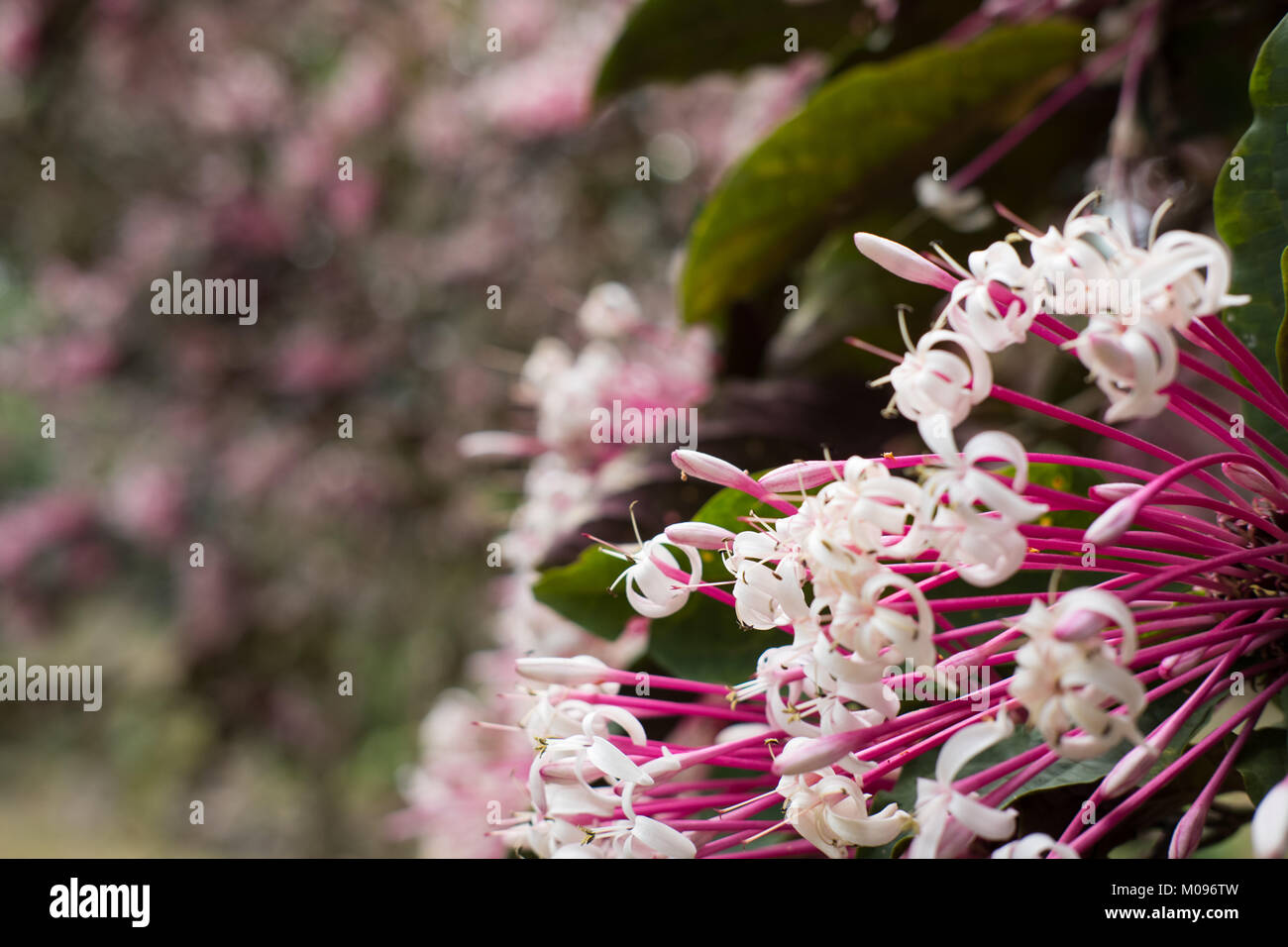 Quezonia. fleur d'étoile hiver arbre. Clerodendrum. Quadriloculare flore jardin en fleurs en rose et blanc. blossom in park Banque D'Images