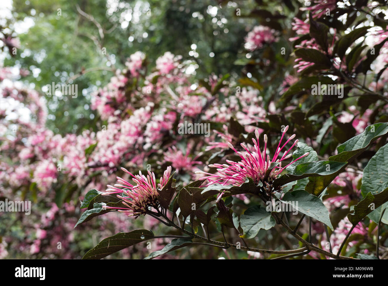 Quezonia. fleur d'étoile hiver arbre. Clerodendrum. Quadriloculare flore jardin en fleurs en rose et blanc. blossom in park Banque D'Images