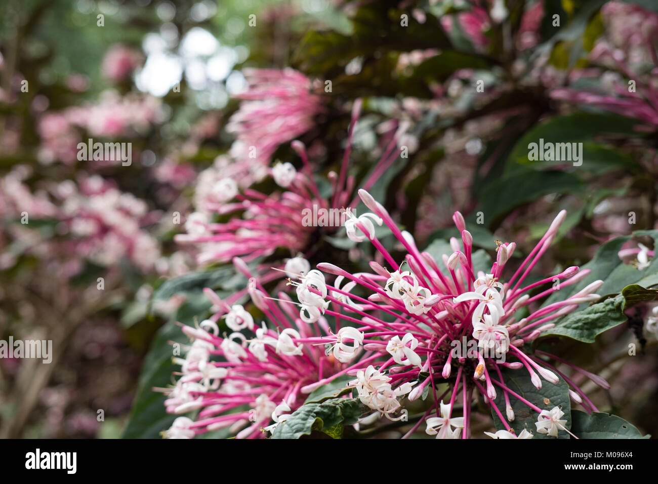 Quezonia. fleur d'étoile hiver arbre. Clerodendrum. Quadriloculare flore jardin en fleurs en rose et blanc. blossom in park Banque D'Images