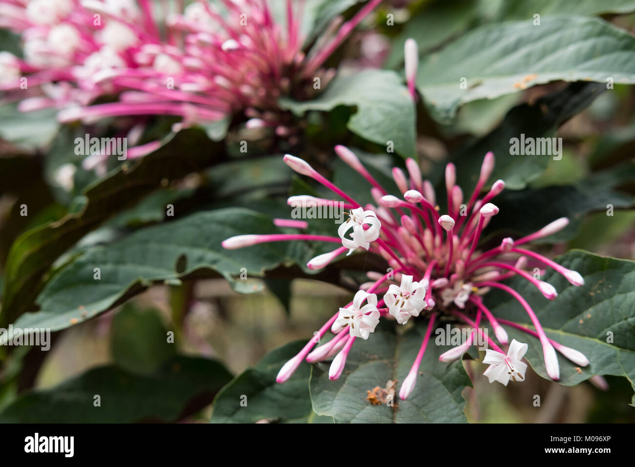 Quezonia. fleur d'étoile hiver arbre. Clerodendrum. Quadriloculare flore jardin en fleurs en rose et blanc. blossom in park Banque D'Images
