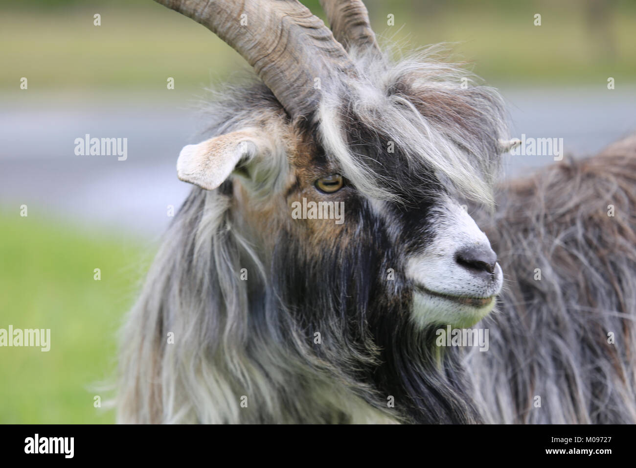 Deux horned goat debout sur une route irlandaise, façon sauvage de l'Atlantique, dans le comté de Kerry, Irlande Banque D'Images