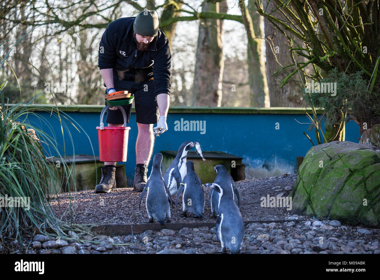 Le zoo de Twycross, Leicestershire, Angleterre, Royaume-Uni. 19 Jan 2018. Les pingouins de Humboldt dans leur enceinte être nourris par leur gardien de zoo. Les pingouins de Humboldt sont indigènes aux régions côtières du Chili et du Pérou et sont classés comme espèce vulnérable dans la nature par l'Union internationale pour la conservation de la Nature. Le zoo de Twycross est marquant la Journée de sensibilisation aux pingouins le 20 janvier 2018 avec un week-end toute une série d'activités dans 20 et 21 janvier pour faire connaître de penguin et aires marines de conservation. Credit : Mehul Patel/Alamy Live News Banque D'Images