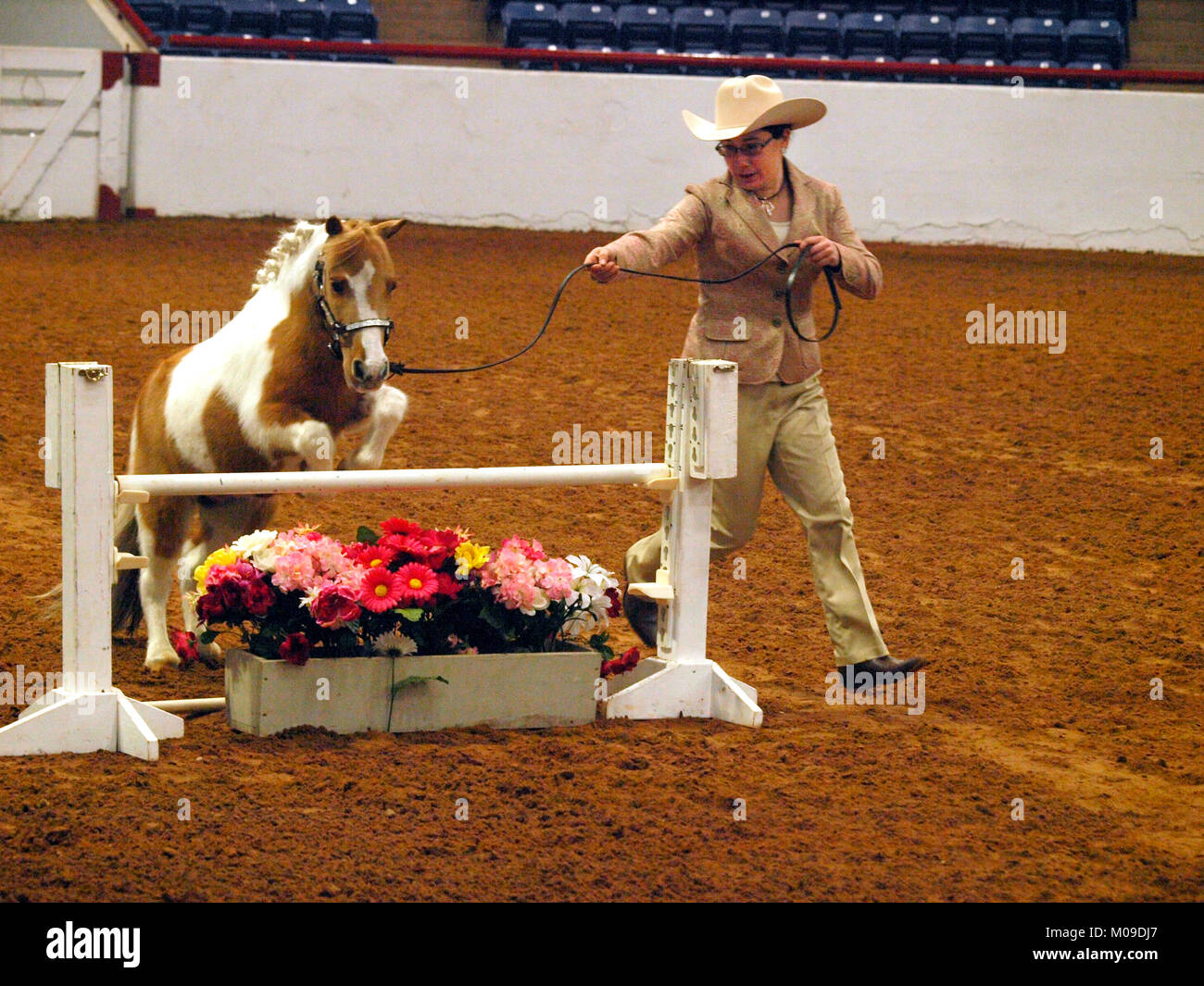 Du Texas propriétaires de chevaux miniatures en concurrence à l'Ft Worth Stock Show. Provenant de Grande-Bretagne le minuscule chevaux sont devenus des animaux de compagnie. Banque D'Images