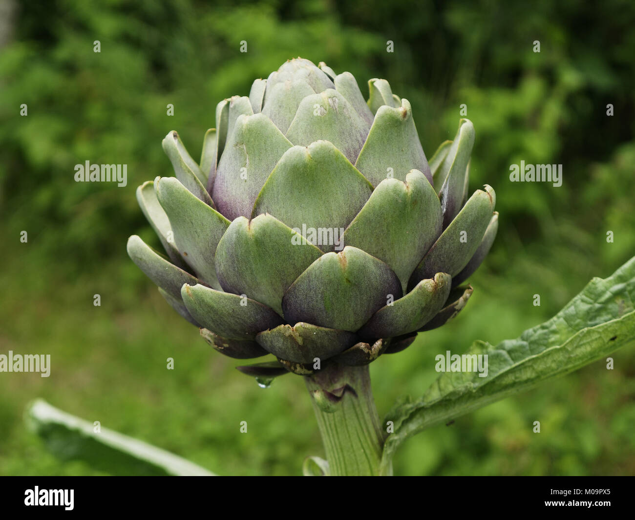 Artichaut (Cynara scolymus) croissant dans le potager (Suzanne's potager, Le Pas, Mayenne, France). Banque D'Images