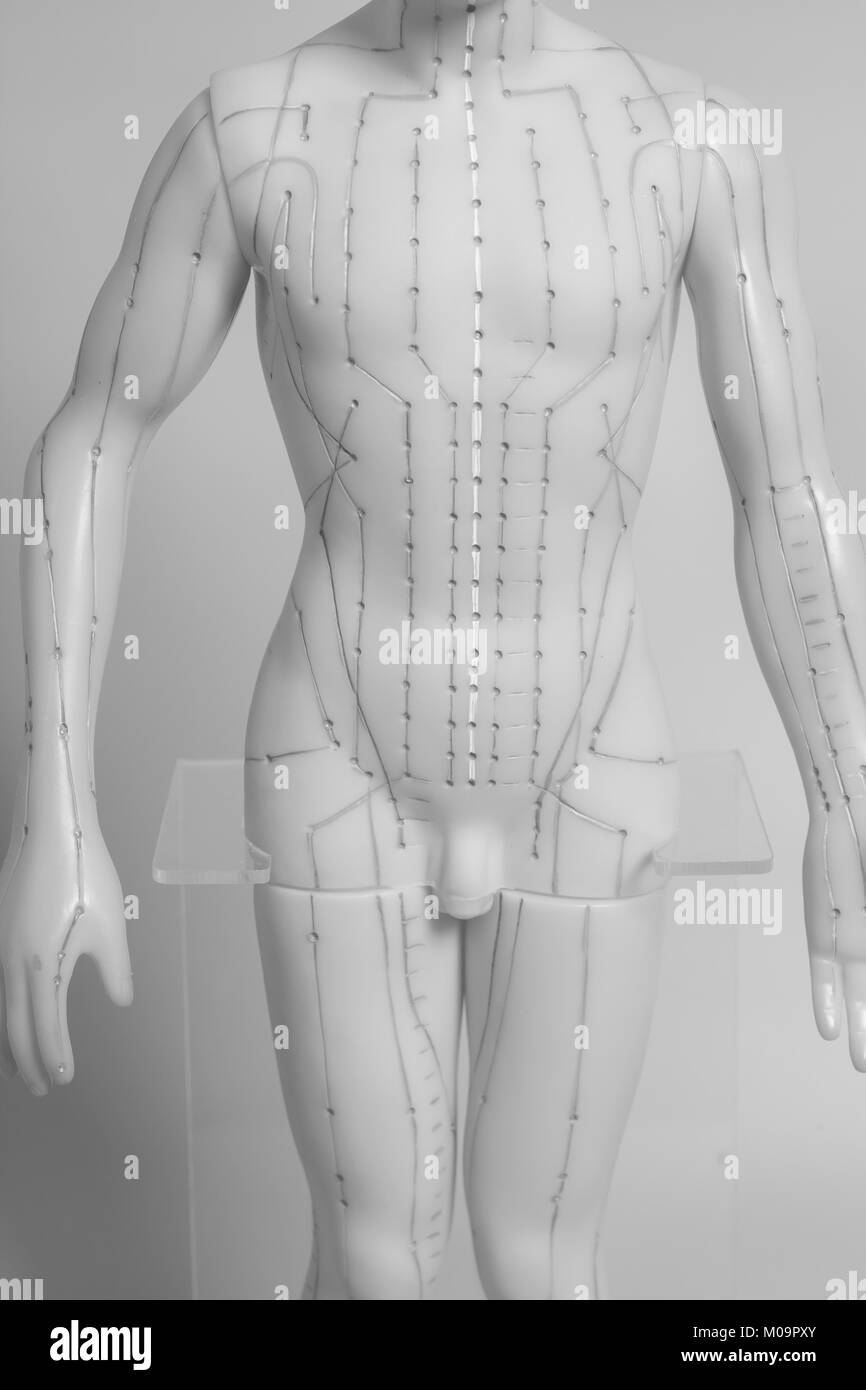 Le modèle des droits de l'acupuncture médicale sur fond gris Banque D'Images