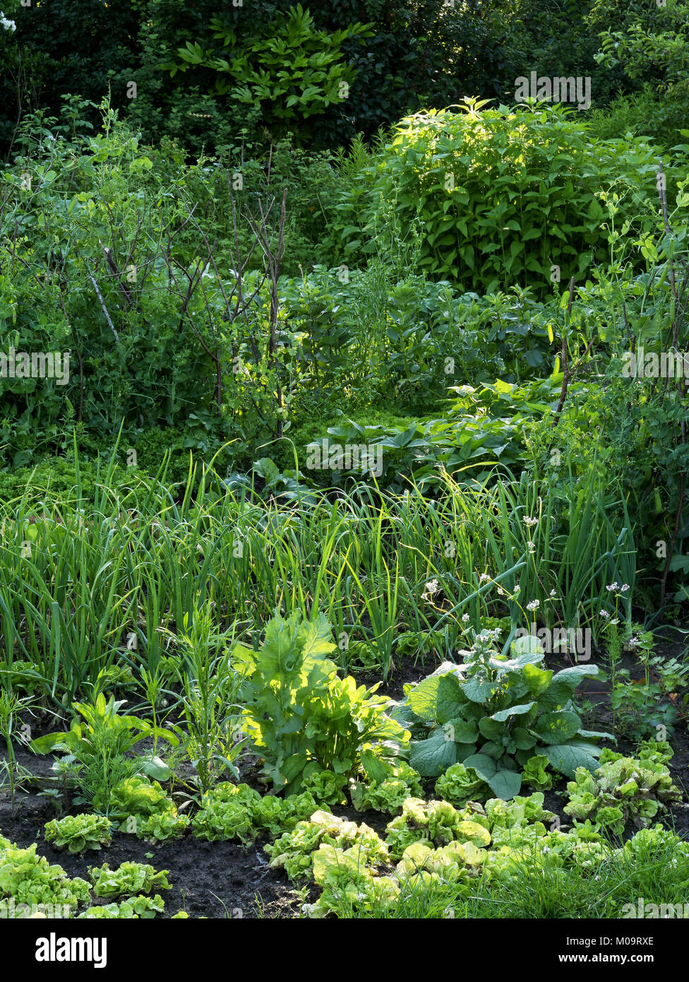Potager en juin, les lits d'oignons, petits pois, salades, fèves, le topinambour (Suzanne's potager, Le Pas, Mayenne, France). Banque D'Images