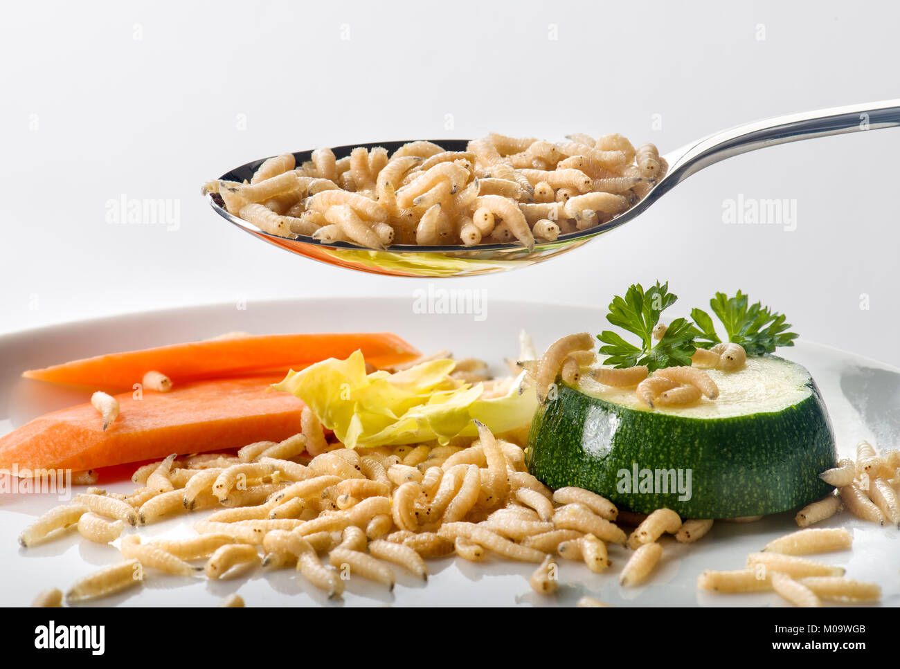 Nouveau : manger la nourriture des larves d'asticots Banque D'Images