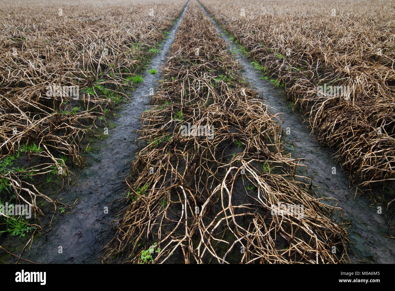 Les traces de pneus dans un champ boueux avec des feuilles flétries de plants de pommes de terre à l'automne Banque D'Images