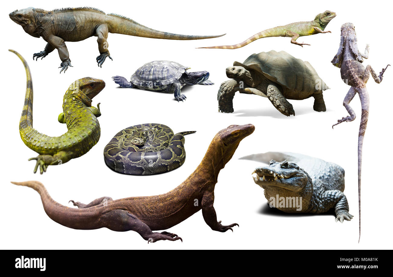 Ensemble de divers reptiles isolated on white Banque D'Images
