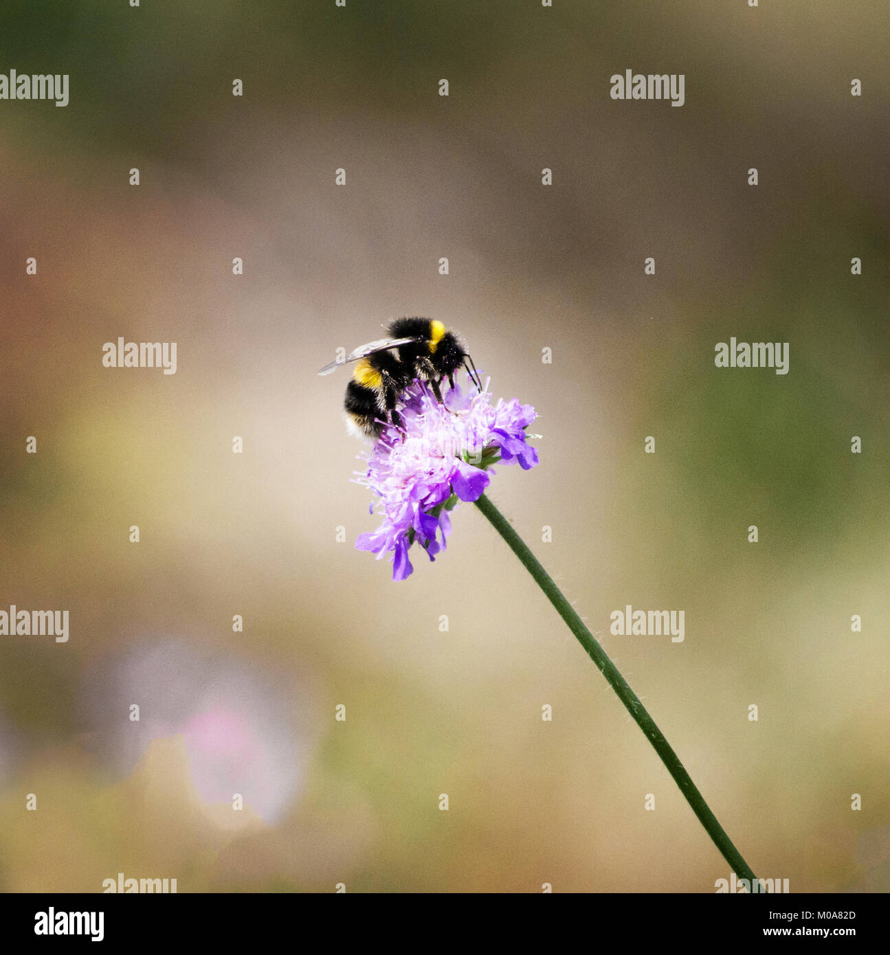 Le Chamois se nourrit de bumblebee scabious géant fleur, London, UK Banque D'Images