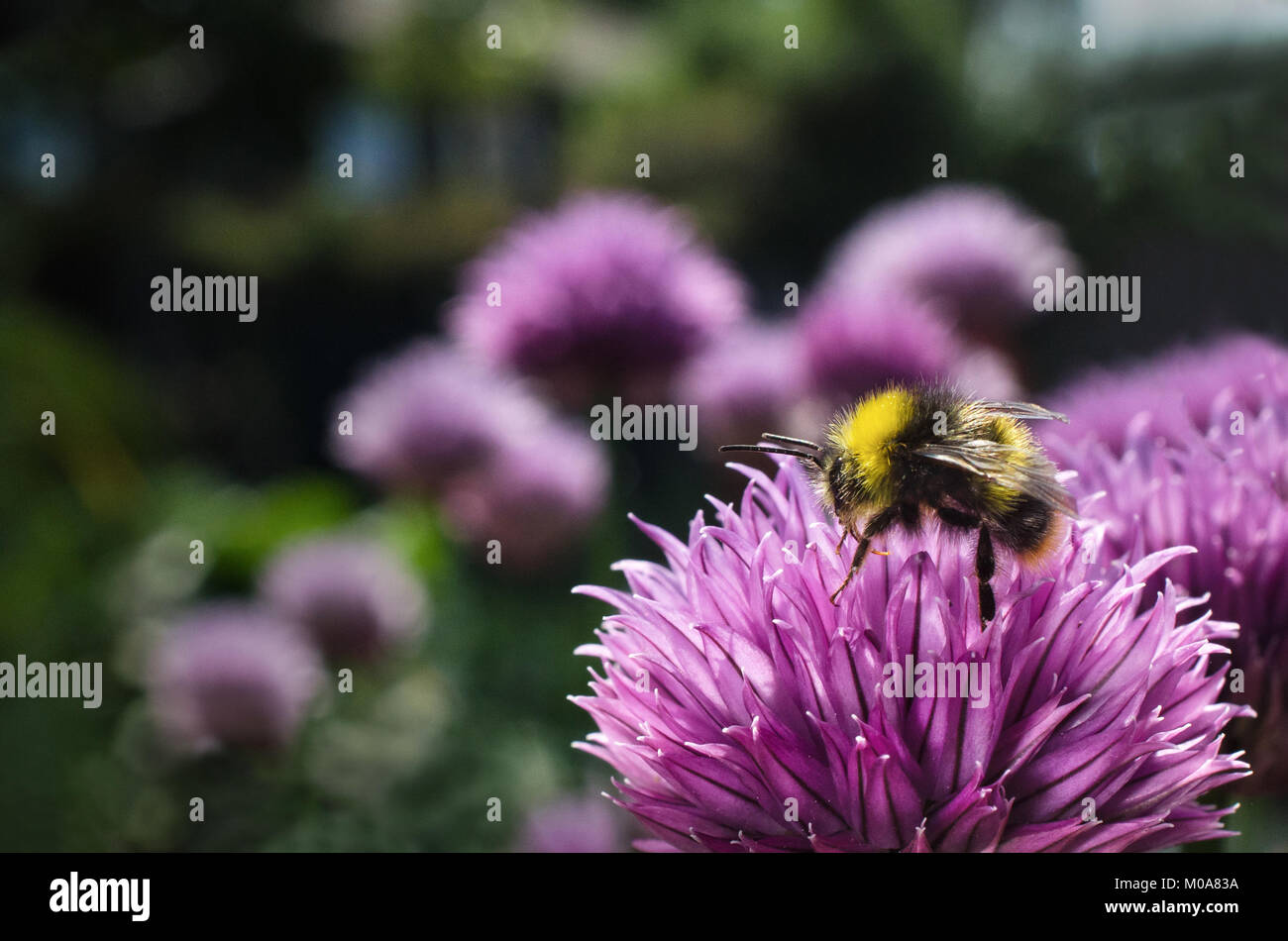 Début de bourdon (Bombus pratorum) se nourrissent de la ciboulette dans un jardin communautaire, Nottingham, Royaume-Uni Banque D'Images