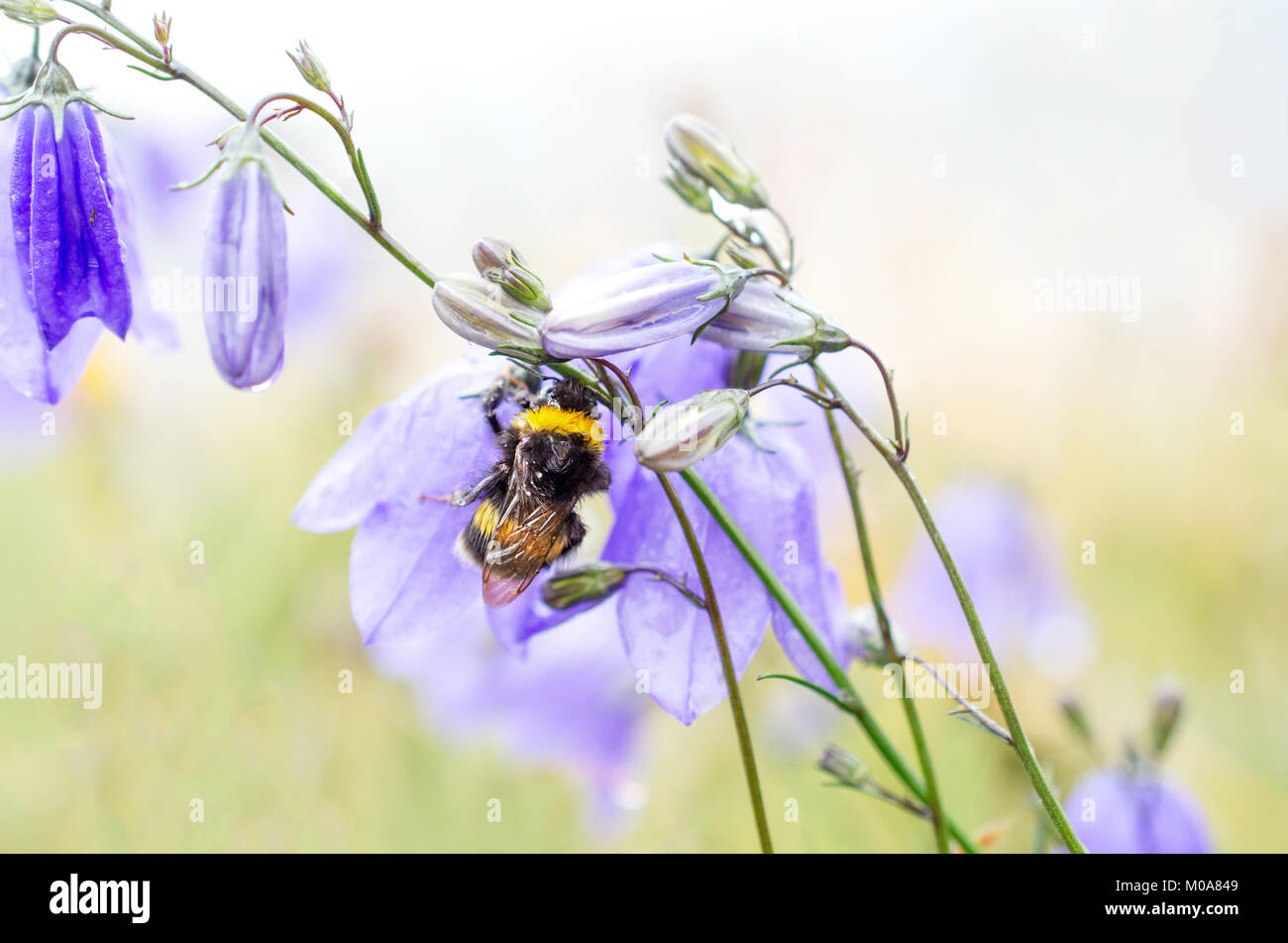 Le Buff de bourdons (Bombus terrestris) abrite de la pluie sous une fleur d'Écosse, Édimbourg, Royaume-Uni Banque D'Images