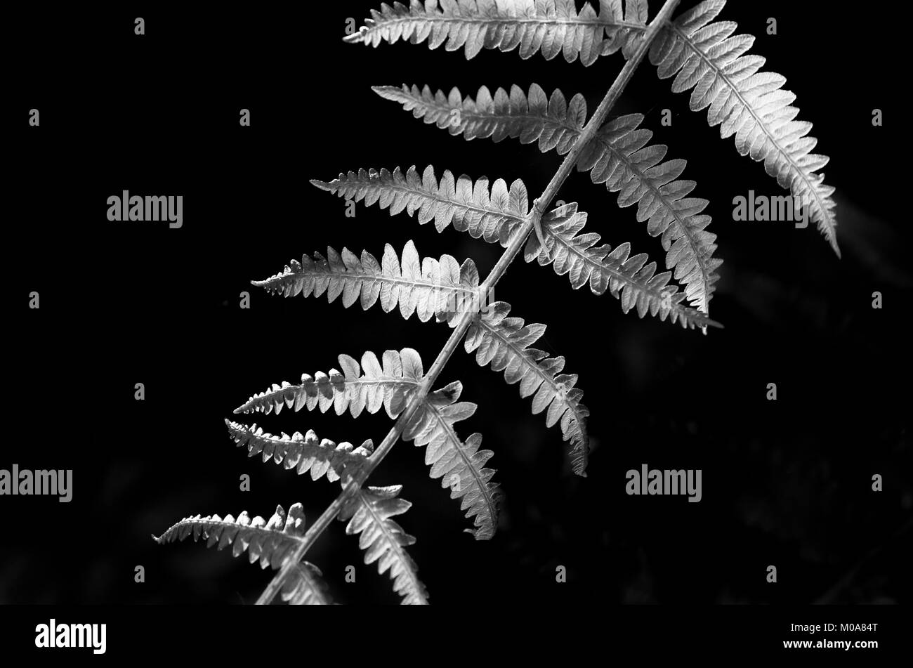 Succursale de bracken, avec des frondes symétriques, Pays de Galles, Royaume-Uni Banque D'Images