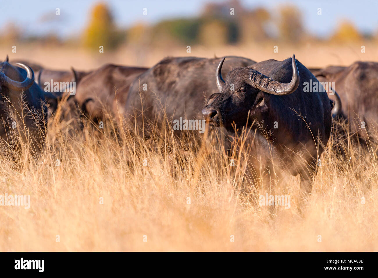 Un troupeau de bisons alarge vu dans le parc national de Hwange au Zimbabwe. Banque D'Images