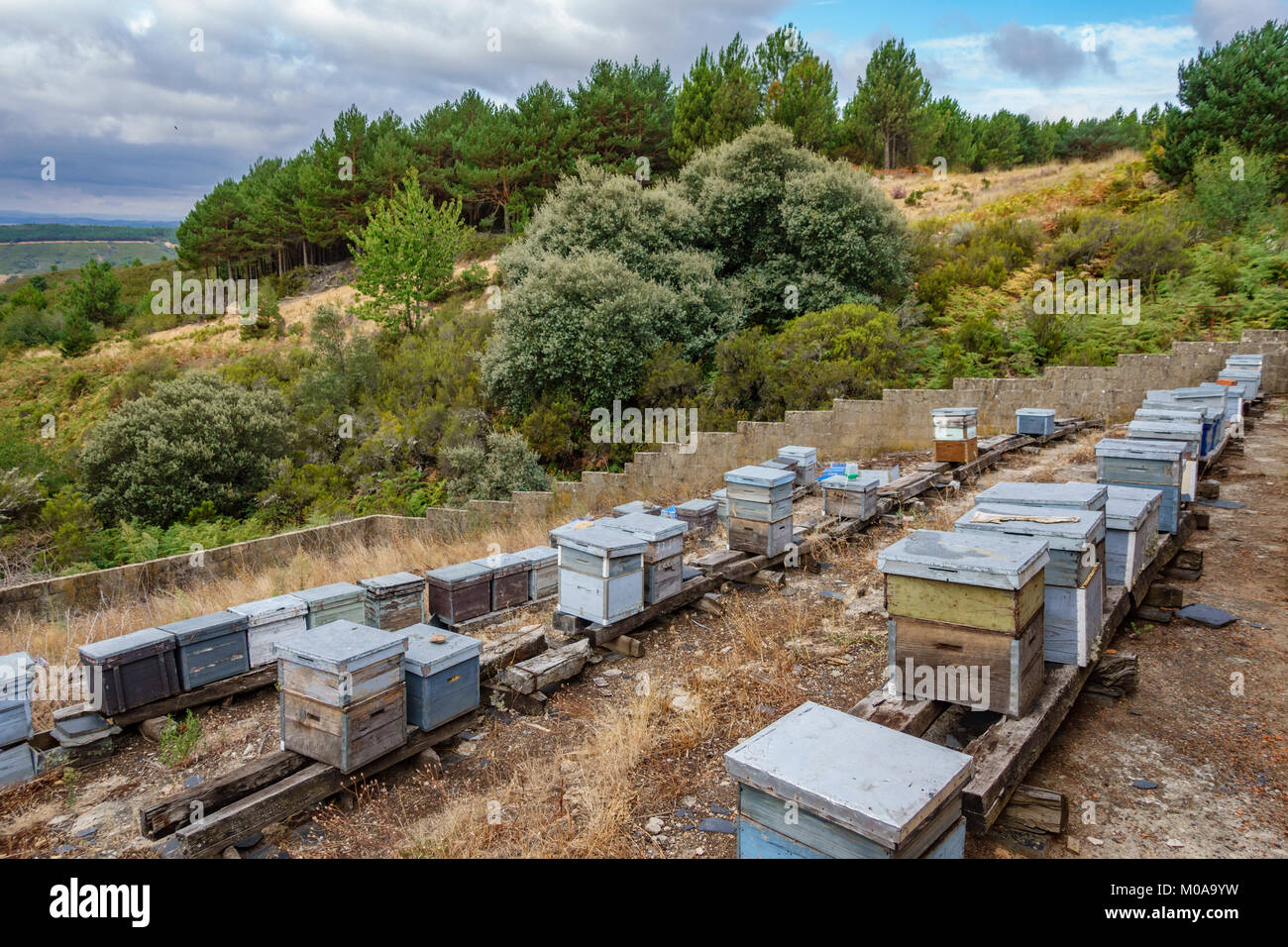 Ruches dans un champ, le Hillside Banque D'Images