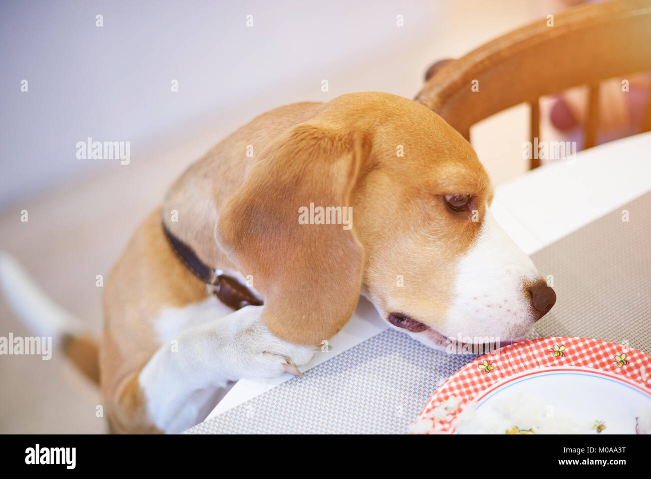 Smart dog mangeant de la plaque sur le tableau ci-dessus (top view) Banque D'Images