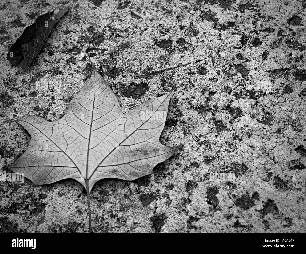 Fallon leaf Banque D'Images