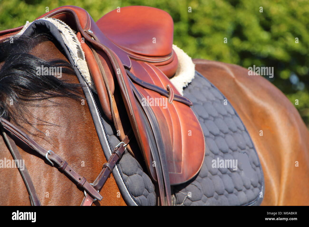 Selle marron avec plaque bleue sur un bay horse Banque D'Images